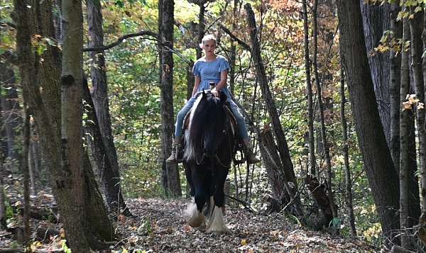 harness-gypsy-vanner-pony