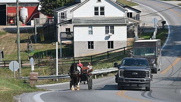 driving-gypsy-vanner-pony