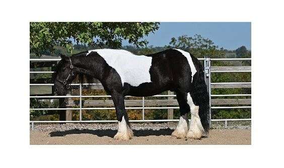 husband-safe-gypsy-vanner-pony
