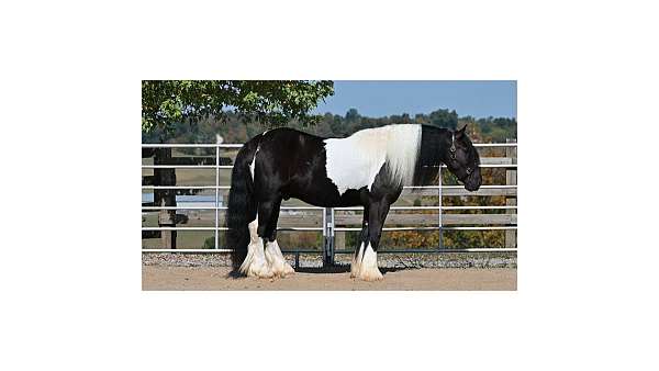 kid-safe-gypsy-vanner-pony