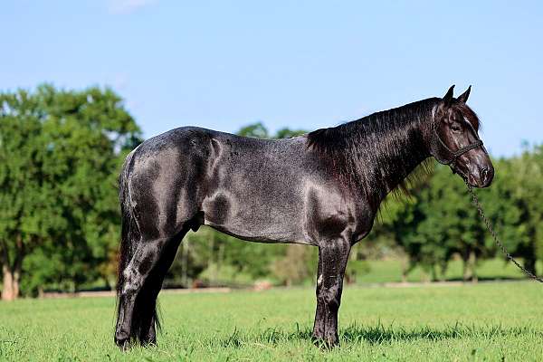 blueroan-horse-quarter