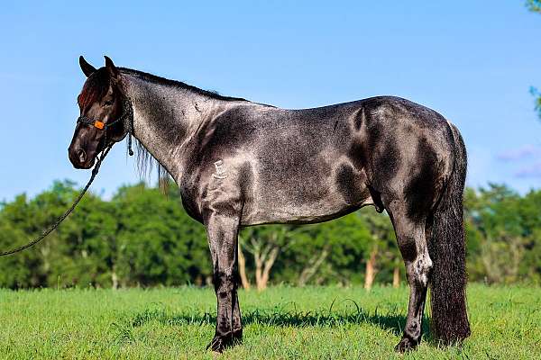 blueroan-horse