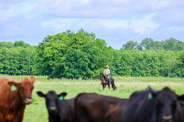 blueroan-horse-gelding