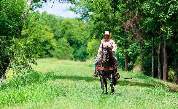 trail-horse-quarter