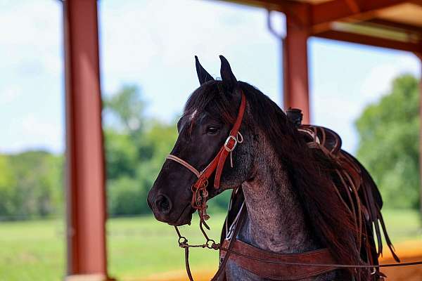 aqha-quarter-horse
