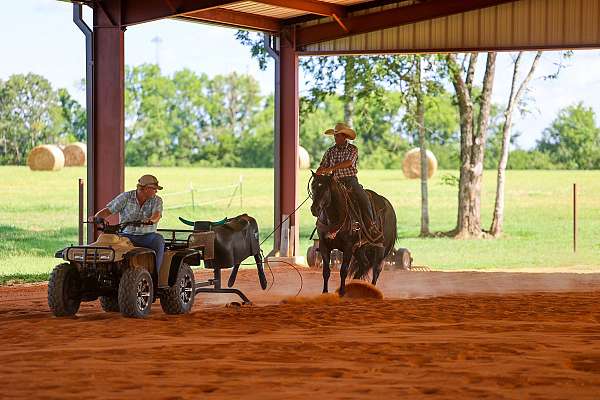 cow-horse-quarter