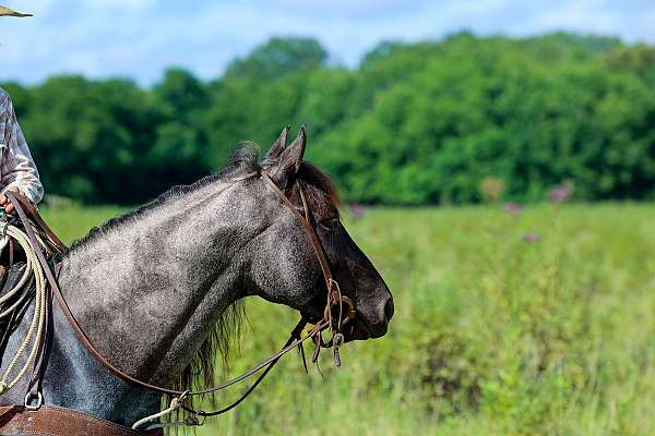 kid-safe-horse-quarter