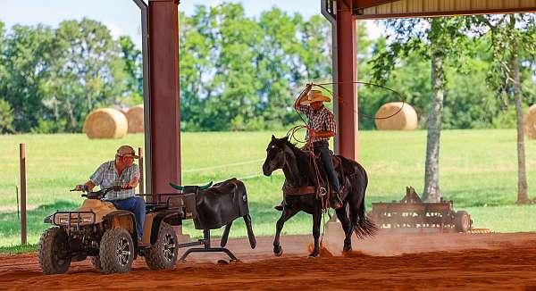ranch-horse-quarter