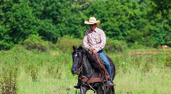 roping-horse-quarter