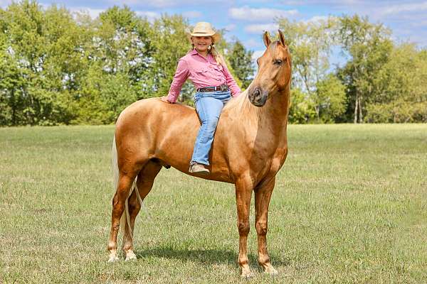 my-horse-connection-kentucky-mountain