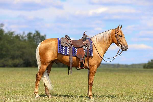 gun-safe-horse-kentucky-mountain