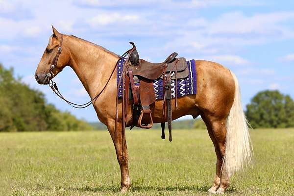 traffic-safe-horse-kentucky-mountain