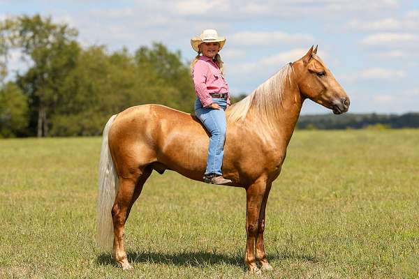online-horse-sales-kentucky-mountain