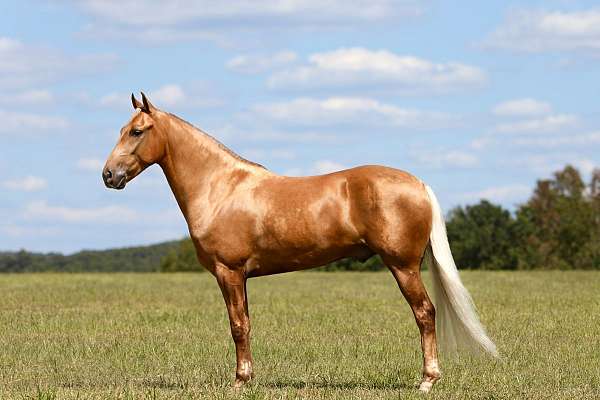 my-horse-connection