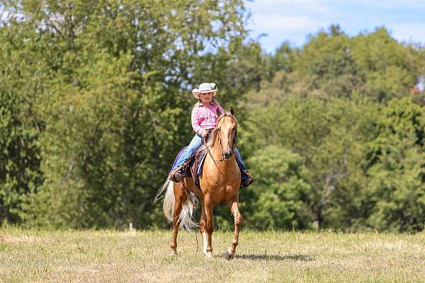 my-horse-connection-gelding