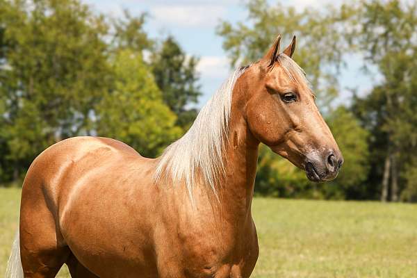 gun-safe-horse-gelding