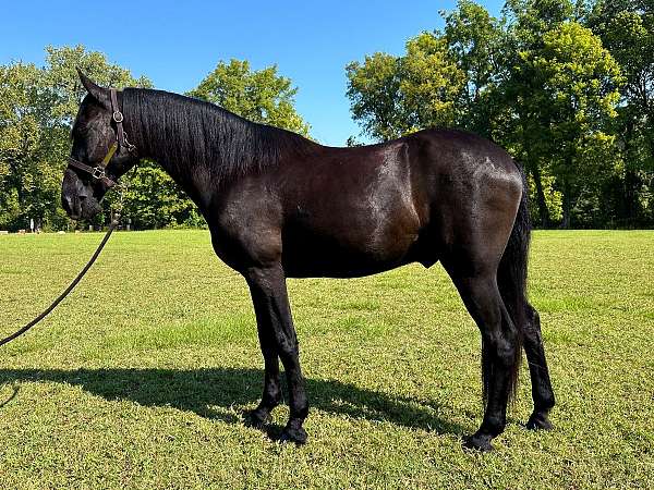 trail-horse-tennessee-walking