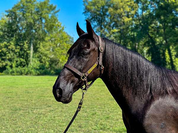 family-horse-tennessee-walking