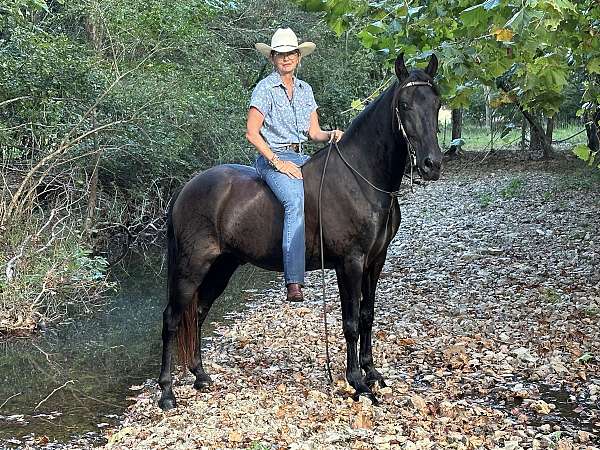 twhbea-tennessee-walking-horse