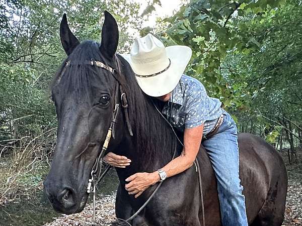 gaited-horse-tennessee-walking