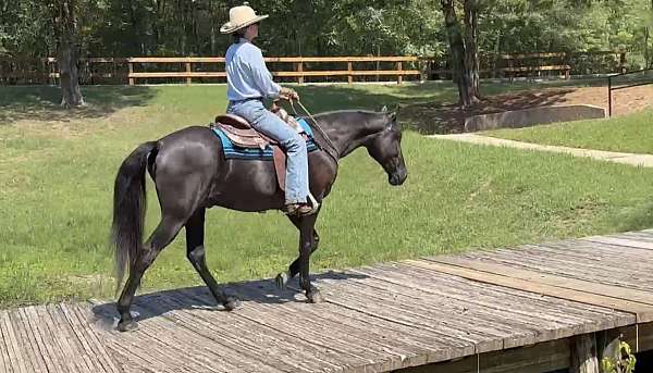 gentle-horse-tennessee-walking
