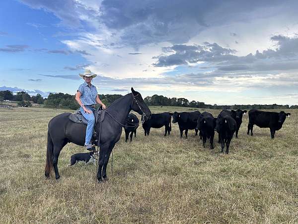 my-horse-connection-tennessee-walking