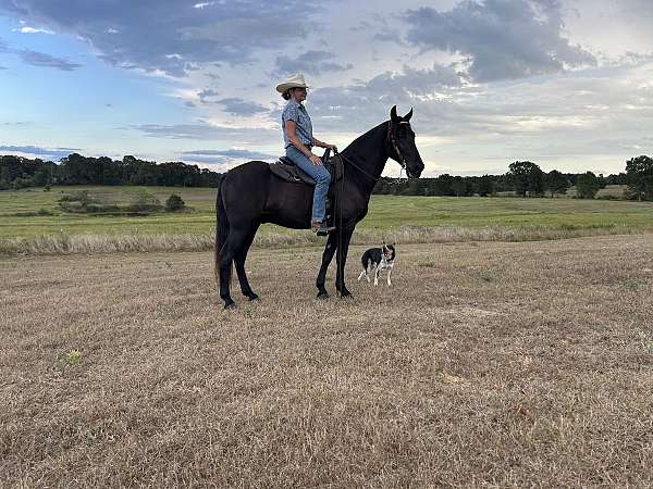 gun-safe-horse-tennessee-walking