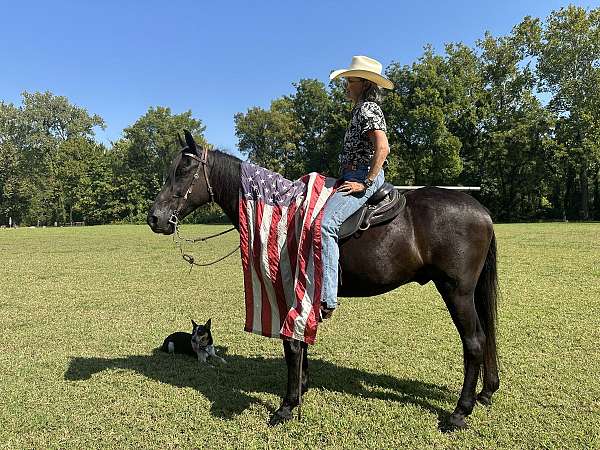 horse-for-sale-tennessee-walking