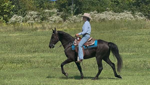 western-horse-tennessee-walking