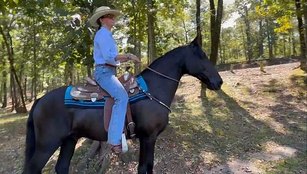 western-dressage-horse-tennessee-walking