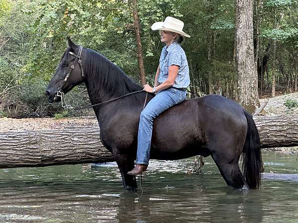 kid-friendly-horse-tennessee-walking
