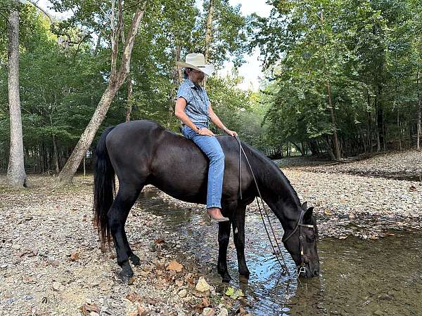 tennessee-walking-horse