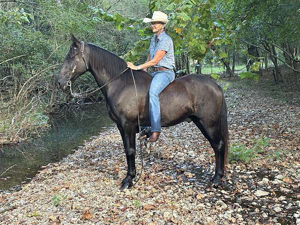 trail-horse-for-sale-tennessee-walking