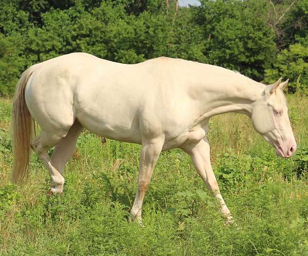 perlino-splash-white-horse