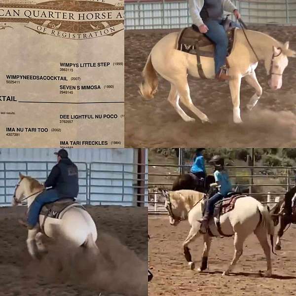 splash-white-horse