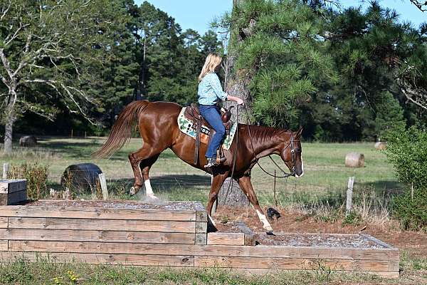 aqha-quarter-horse