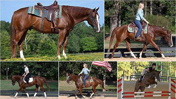 kid-safe-quarter-horse