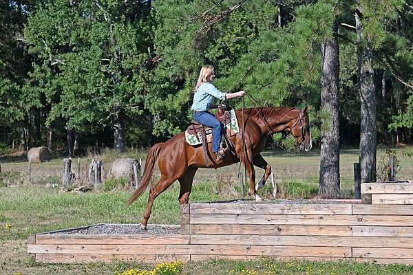 aqha-quarter-horse