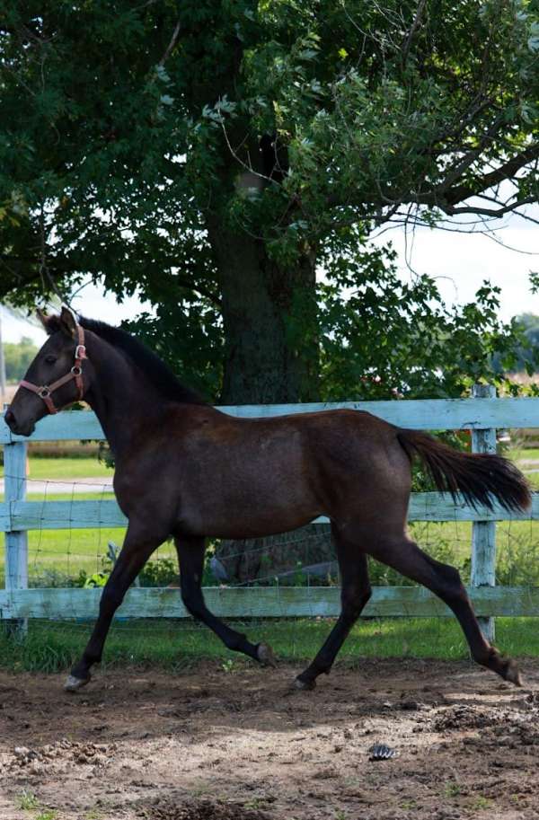 perlino-champion-stallion-horse