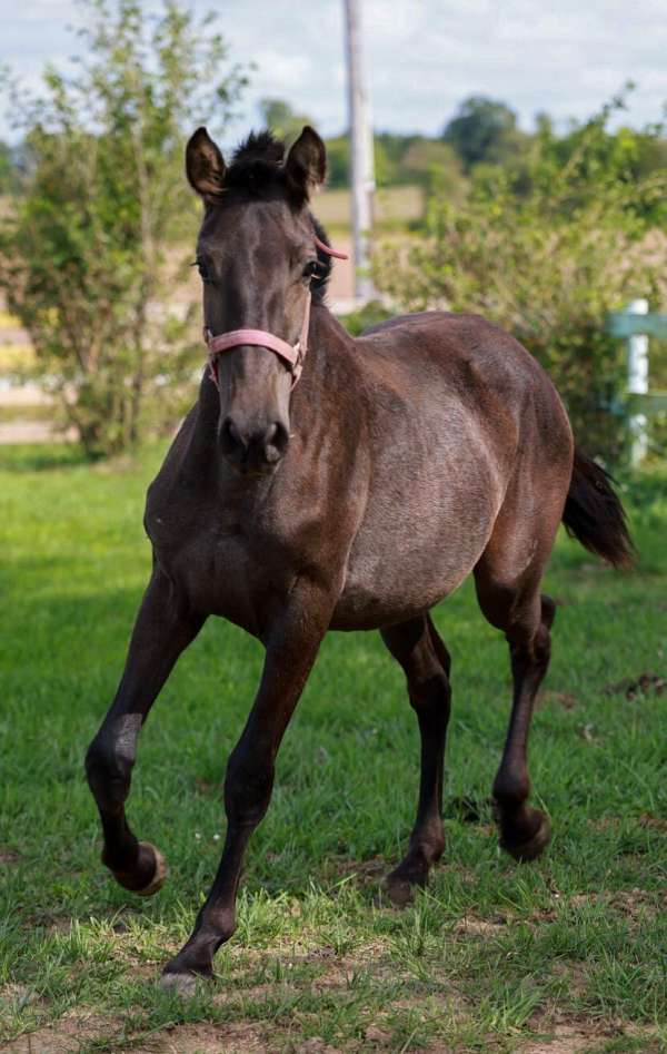 smokey-black-andalusian-stallion