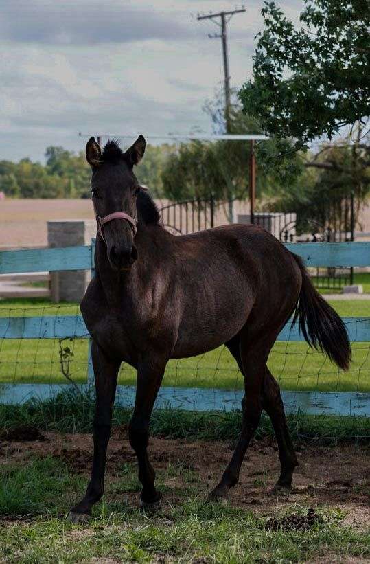 smokey-black-champion-stallion-horse