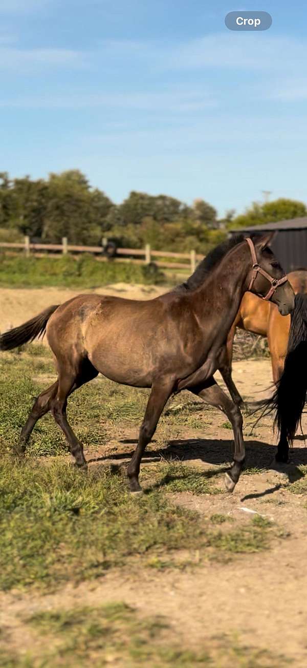 smokey-black-pre-stallion