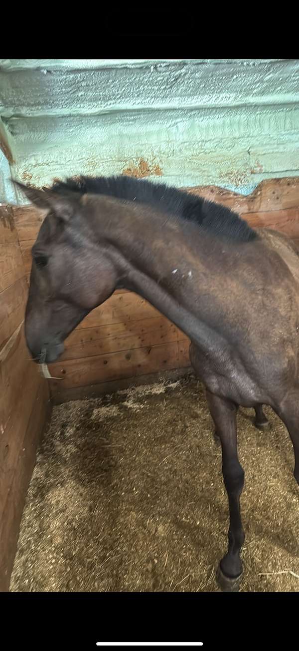 andalusian-horse-for-sale