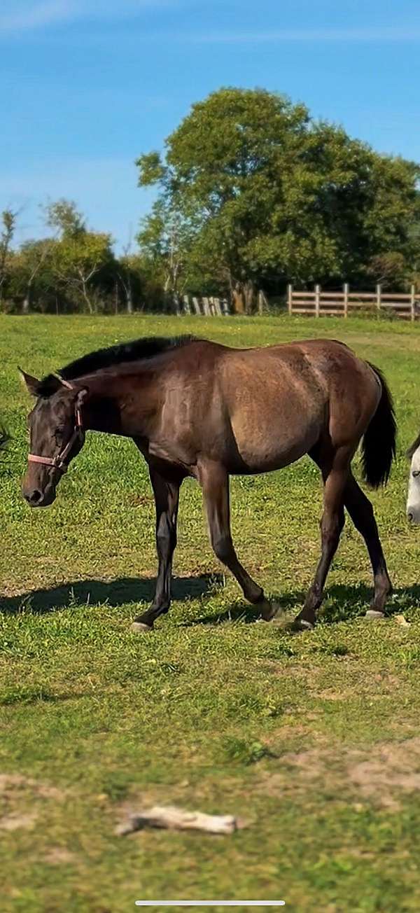 andalusian-filly