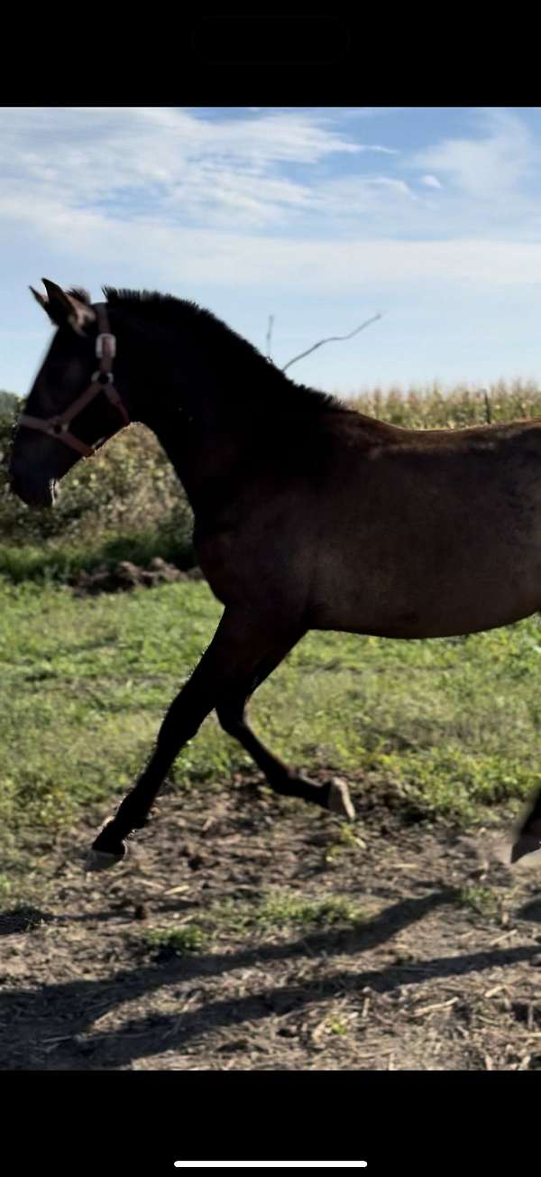 smokey-black-pre-mare