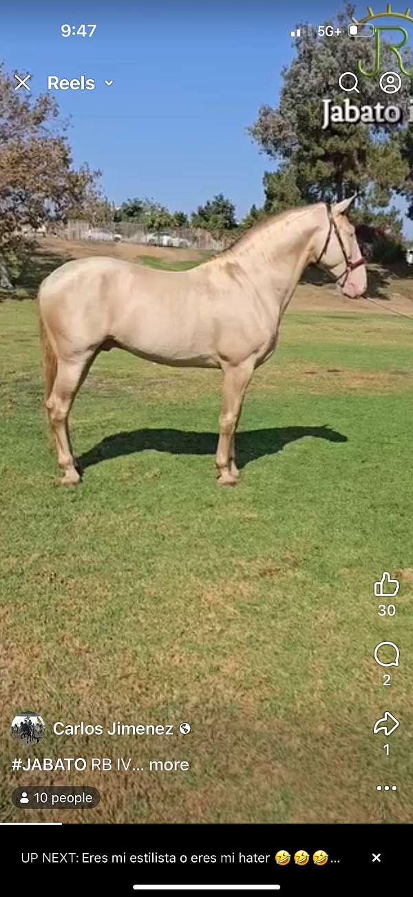 andalusian