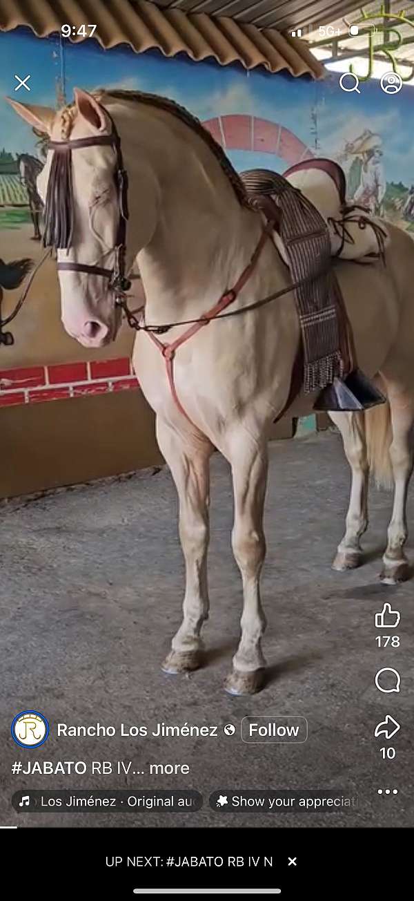 filly