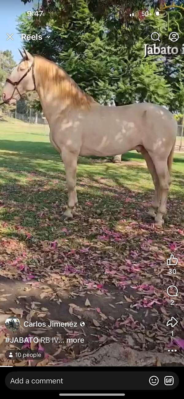 champion-stallion-andalusian-horse