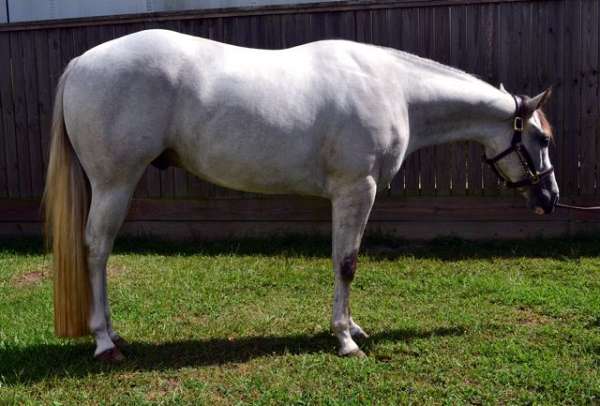 vs-quarter-horse