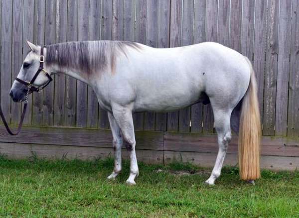 grey-back-socks-blaze-horse
